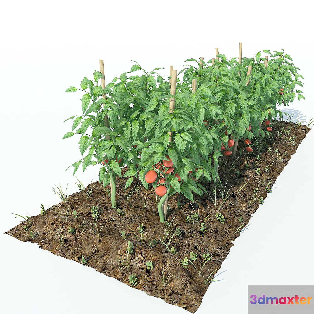 Tomato - No.2