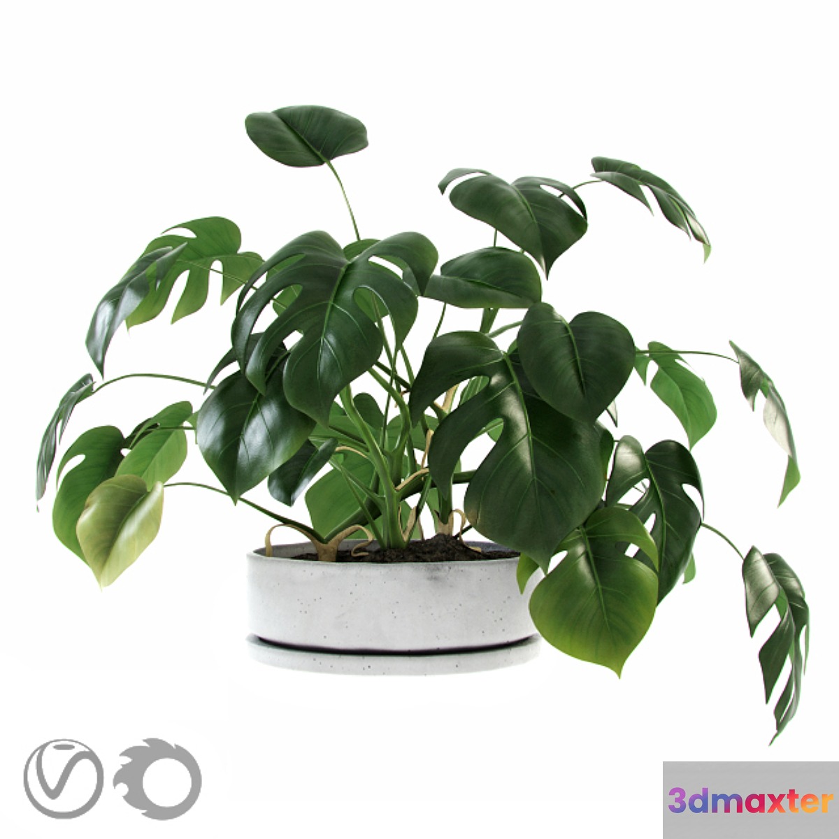 Liana Monstera - No.2