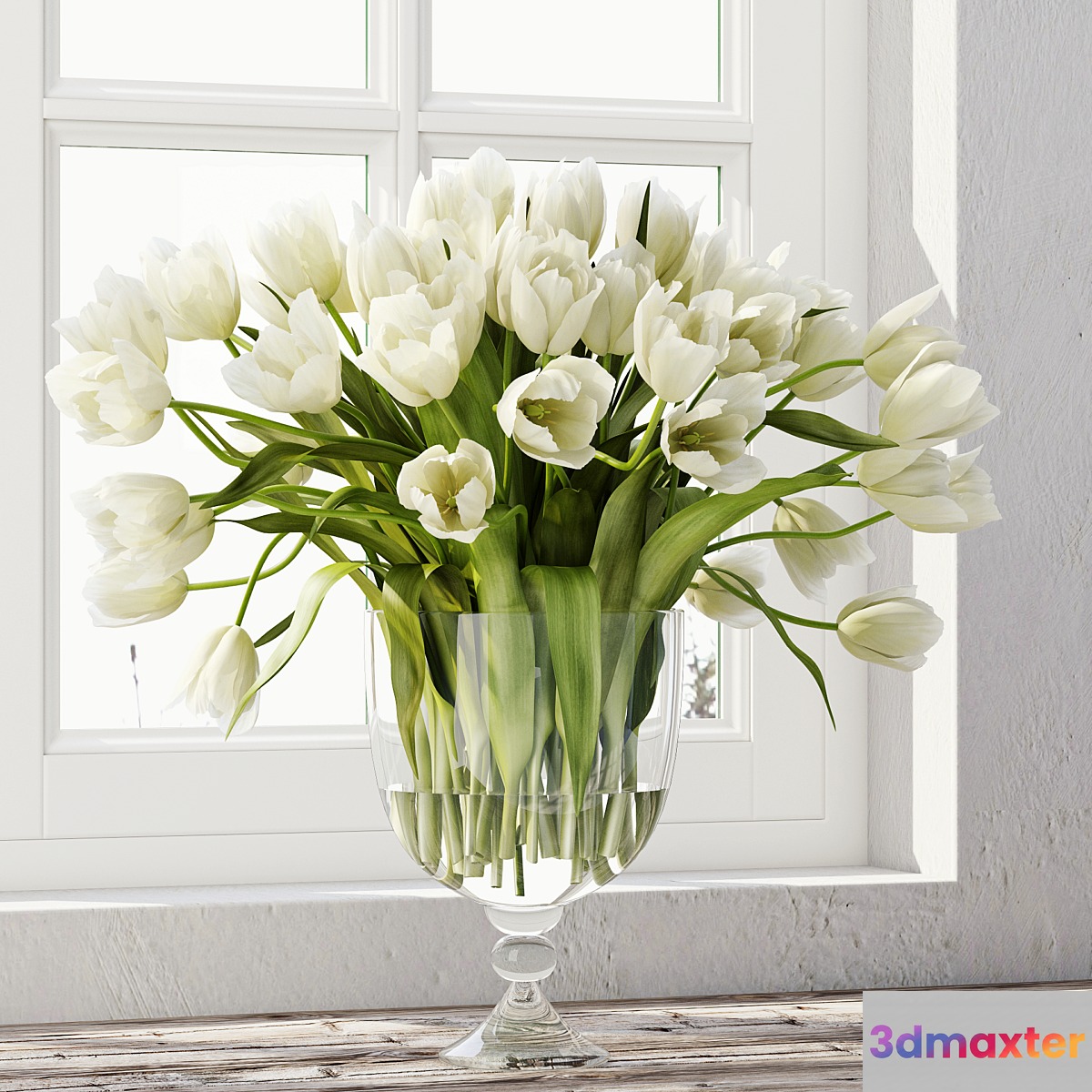 Tulips 3