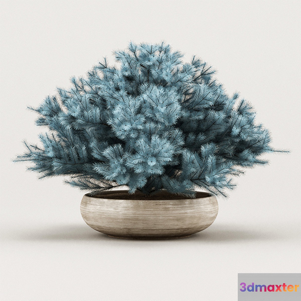 Cheap Juniper Blue