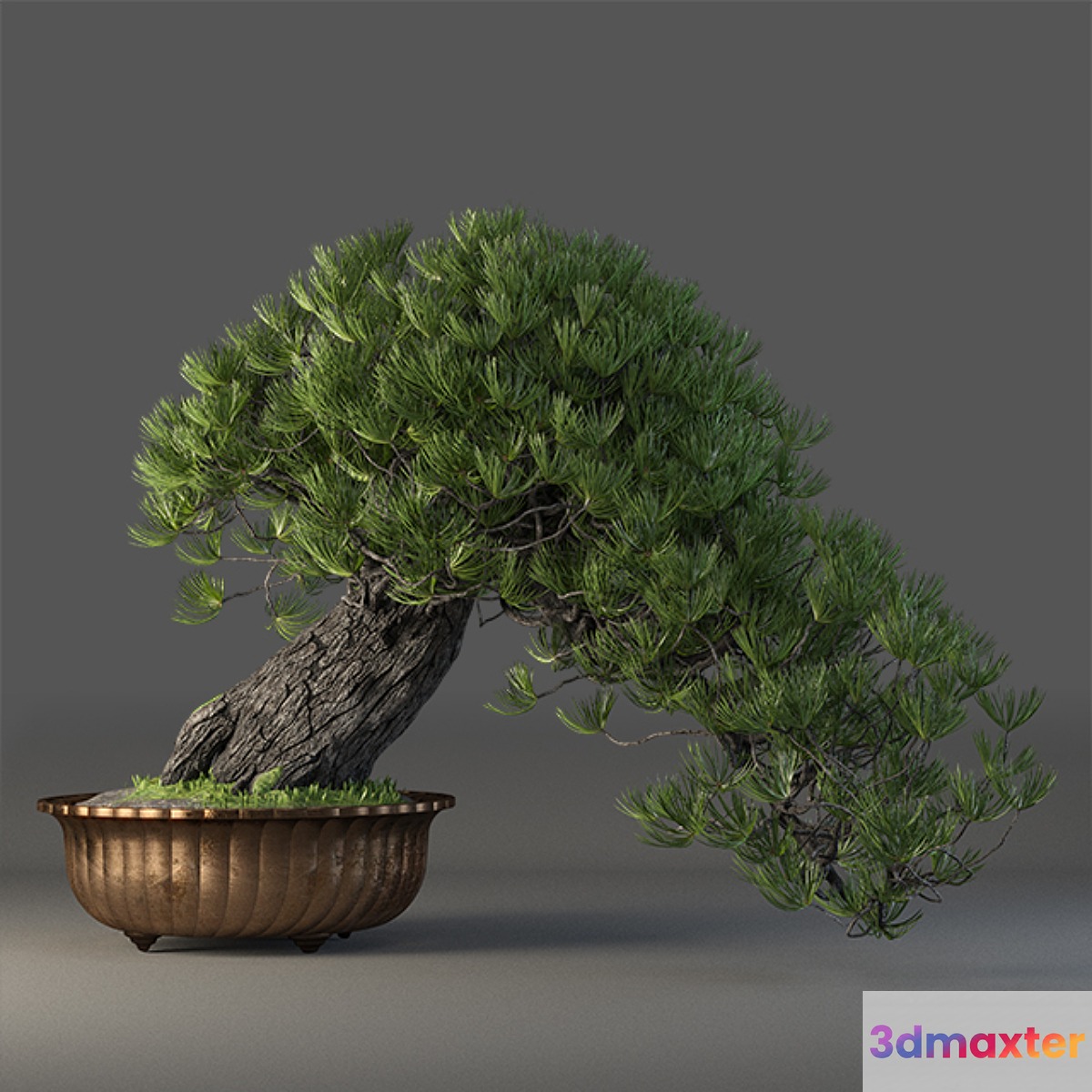 Bonsai - No.5
