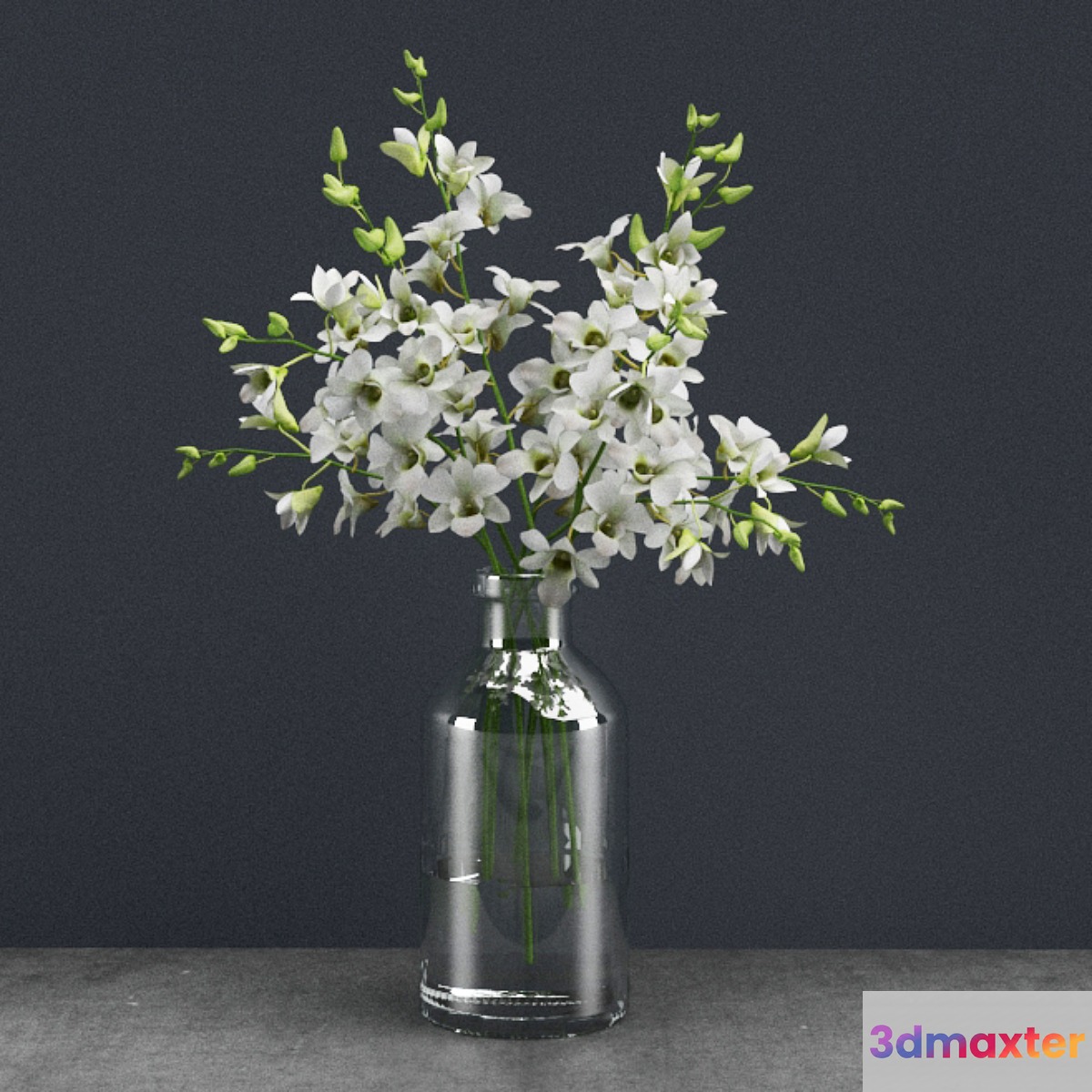 Dendrobium lineale 3D Max