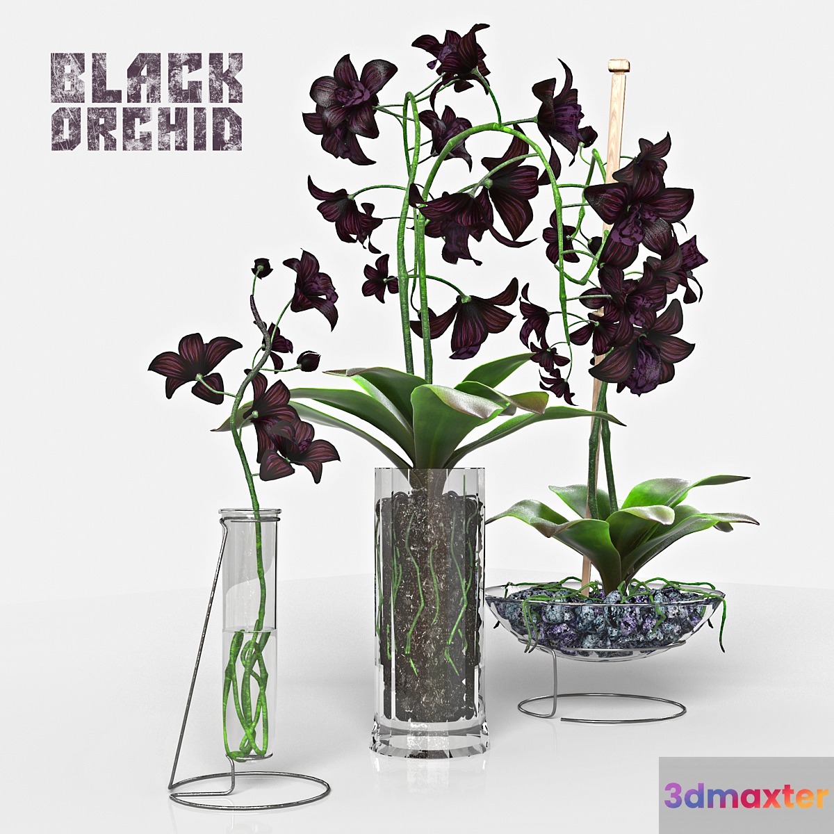 Black Orchid set 3D Max