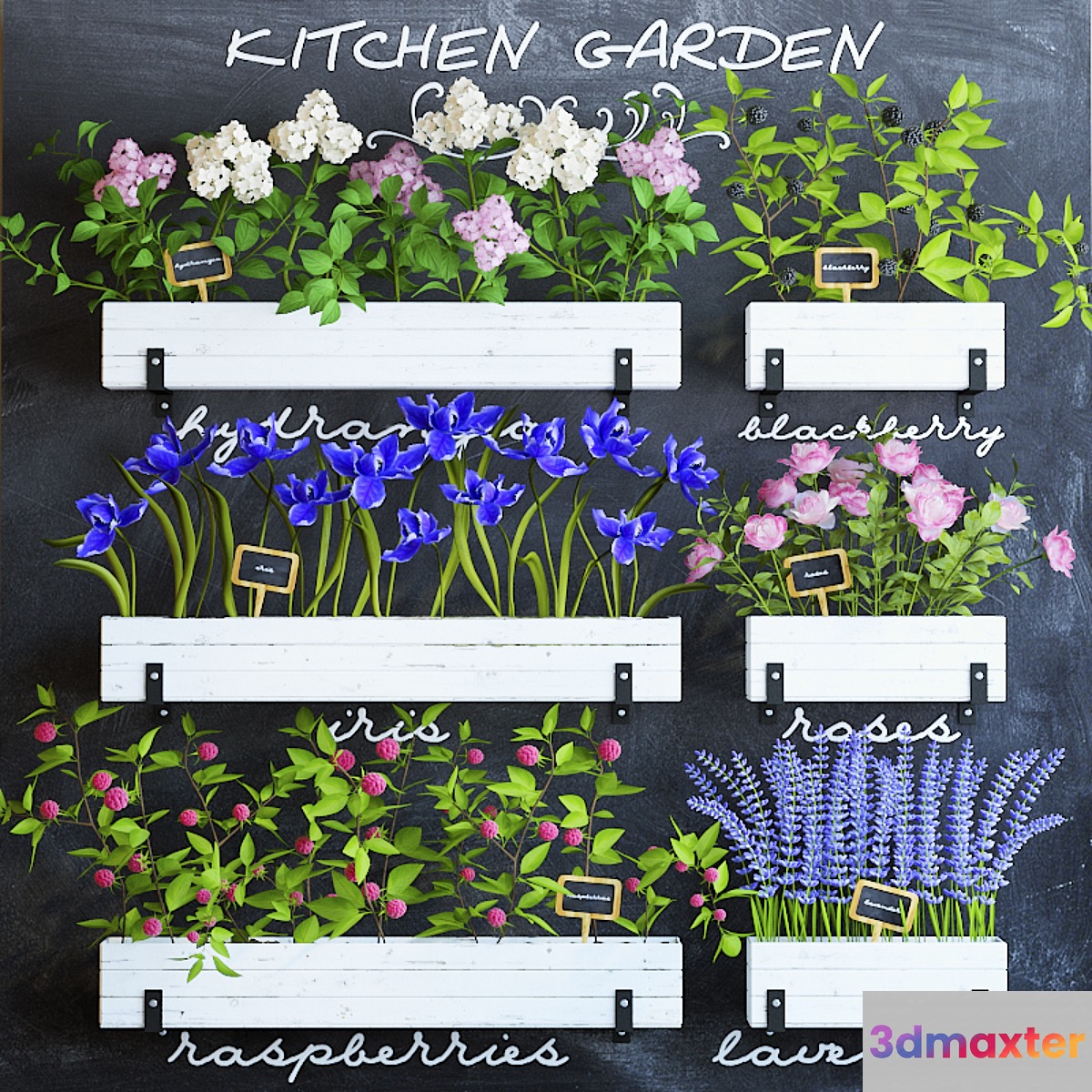 Kitchen garden 5