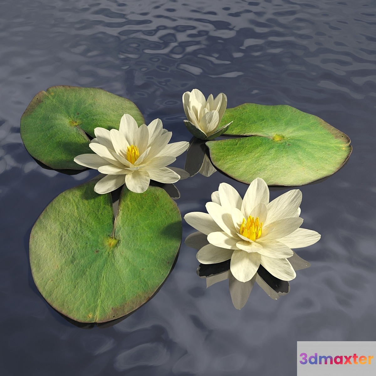 Water lily - No.7