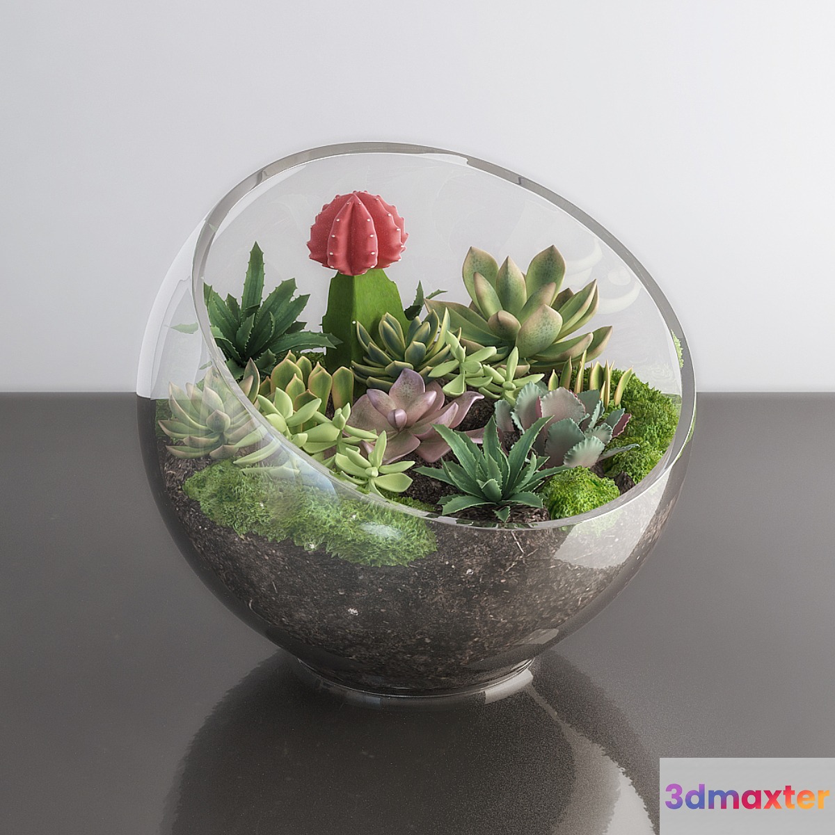 Succulents in glass bowl - No.3