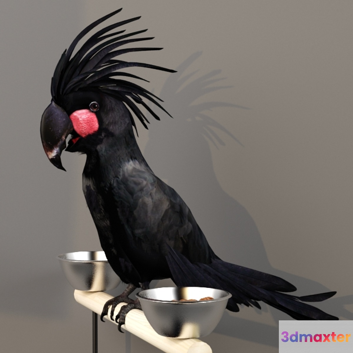 Black Cockatoo. Probosciger aterrimus 3D Max