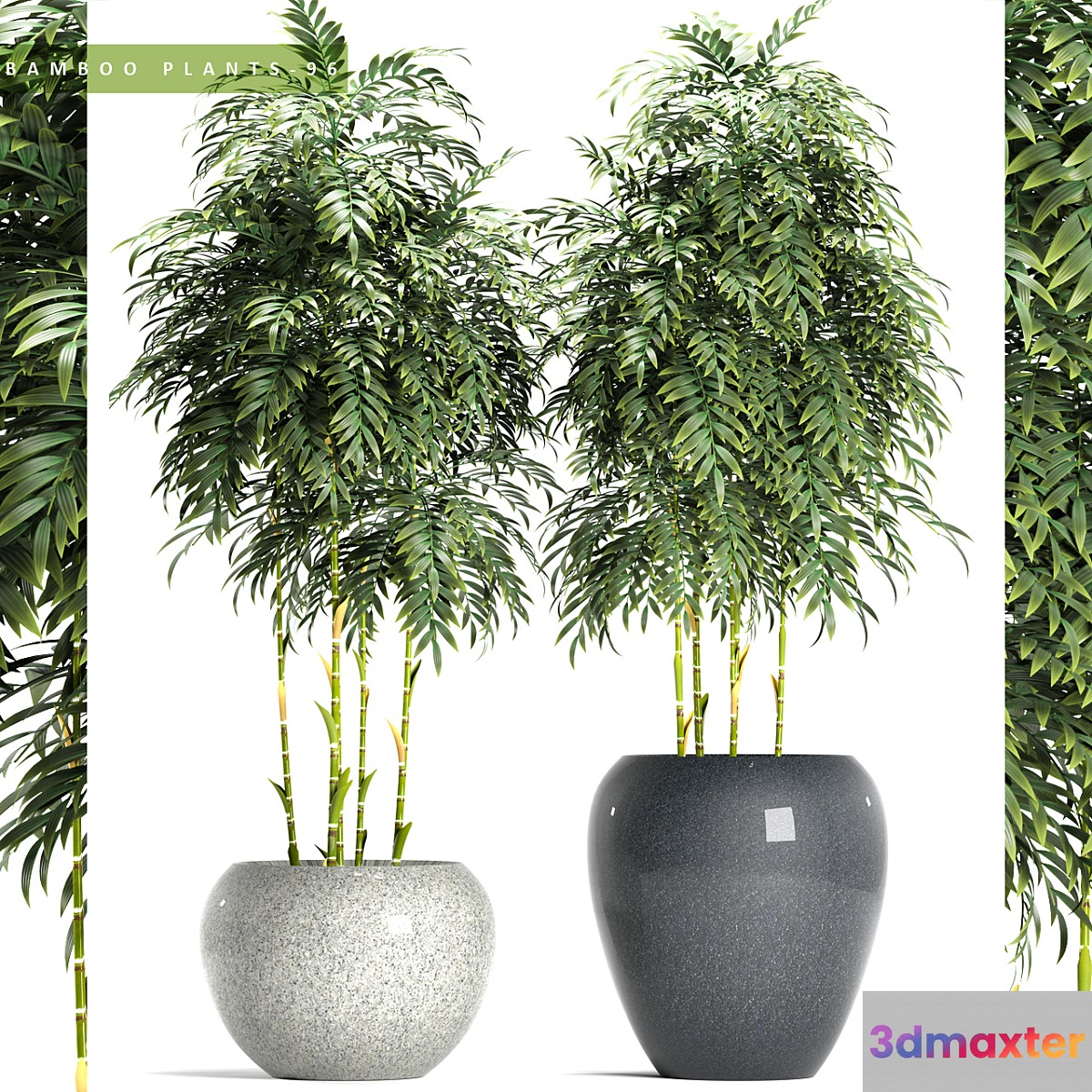 BAMBOO PLANTS 96 - No.3