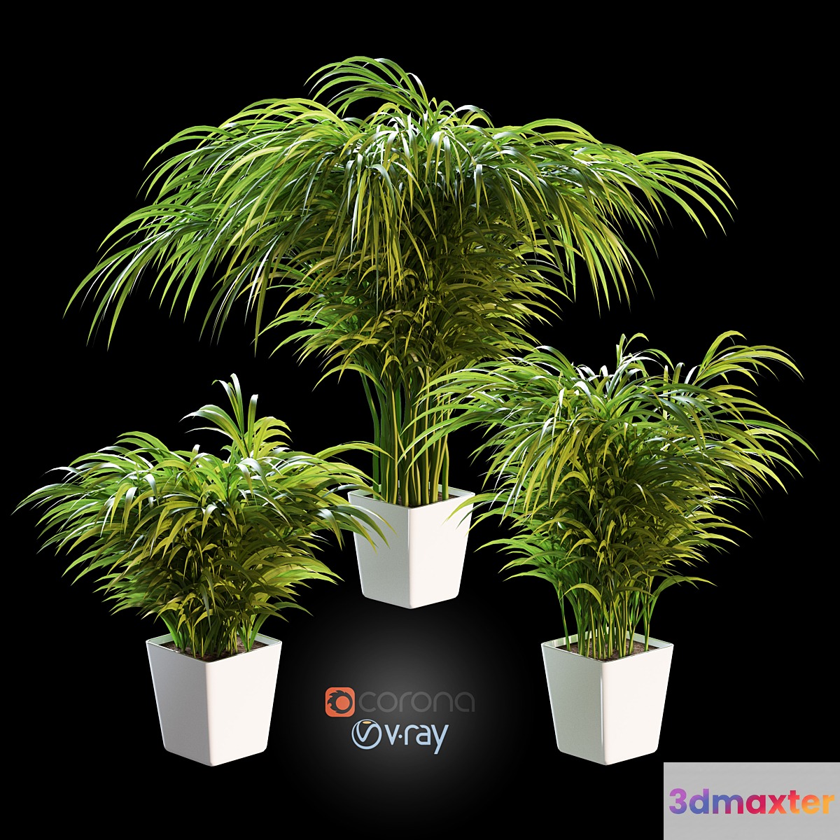 Palm tree in a pot. 3 models - No.4
