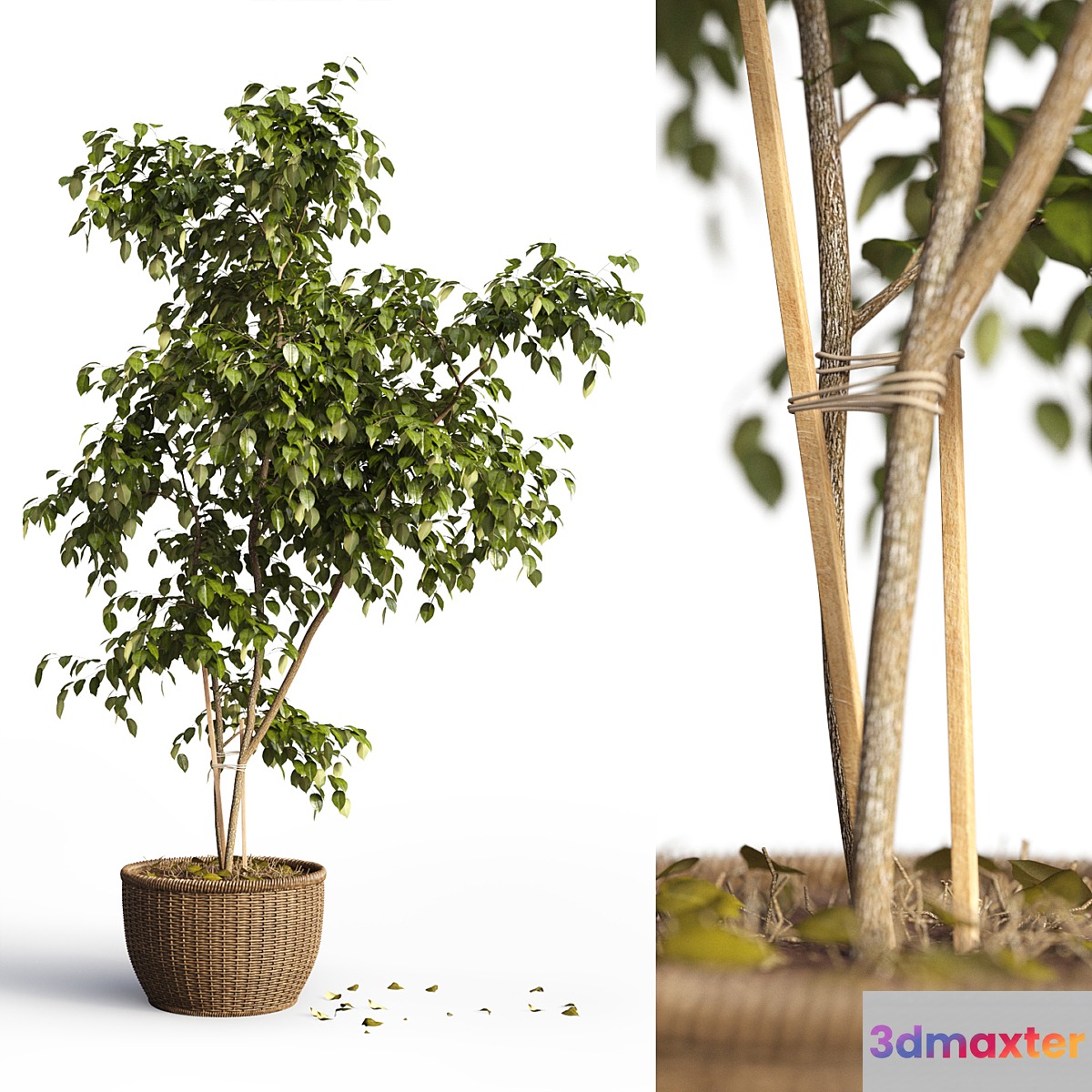 Benjamin_plant - No.2