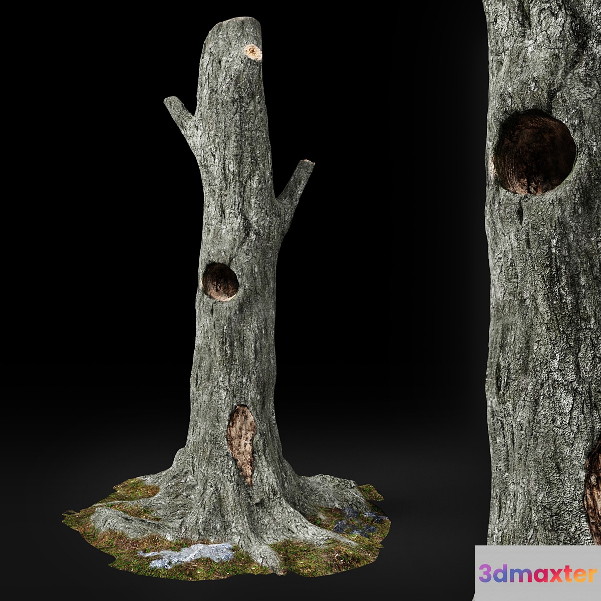 Dead tree Chestnut 3D Max