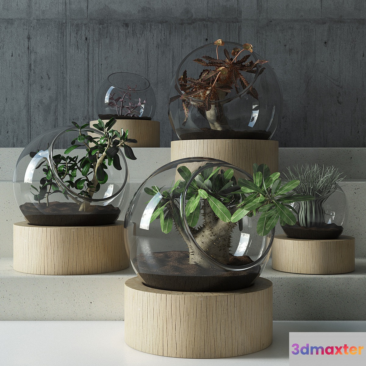 plant in glass - No.2