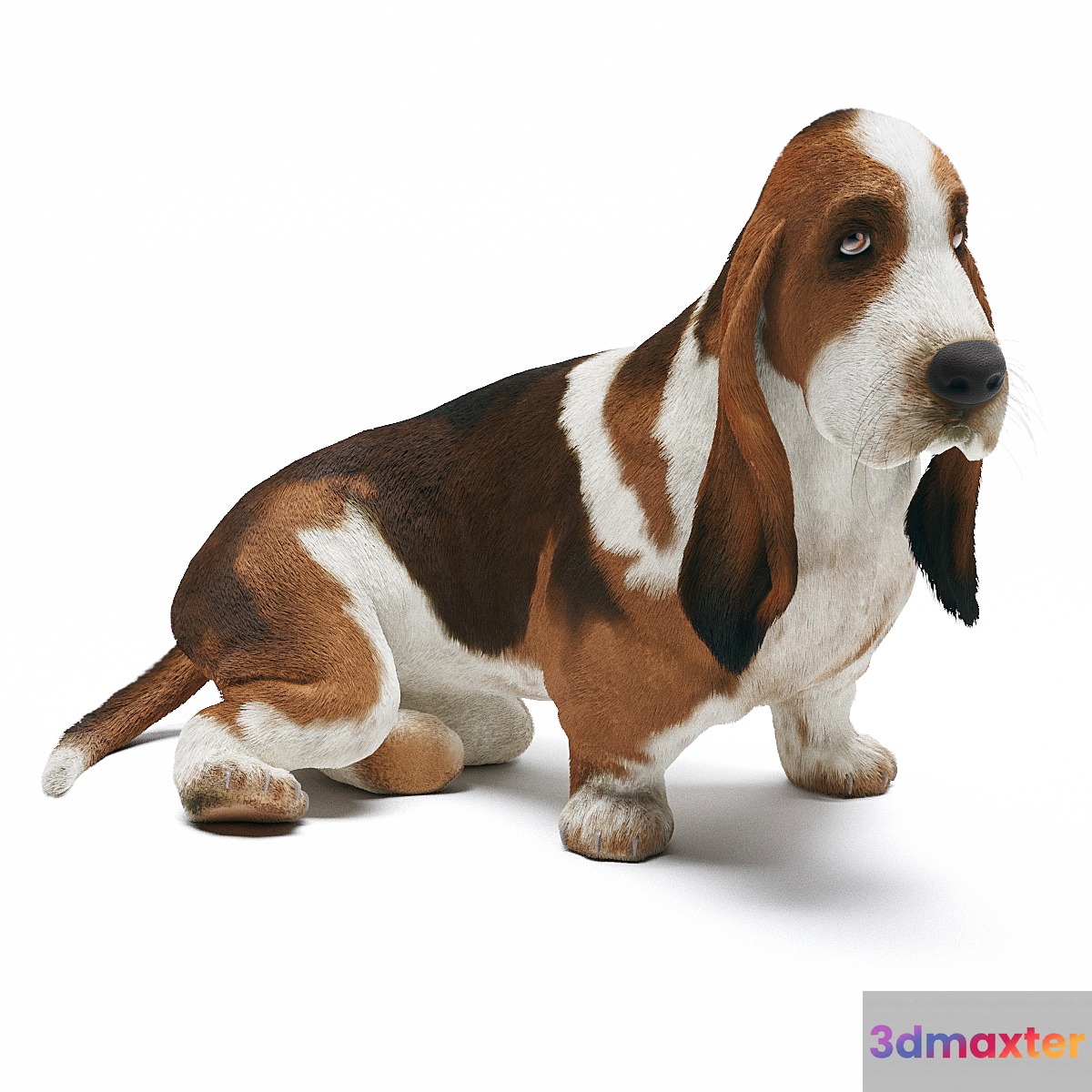 Basset Hound 3D Max
