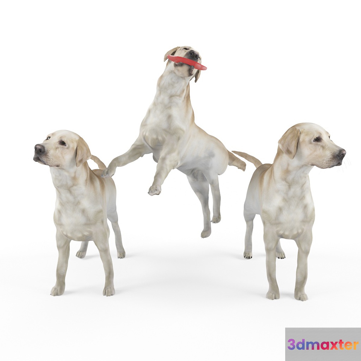 Labrador Shelby 3 variations 3D Max