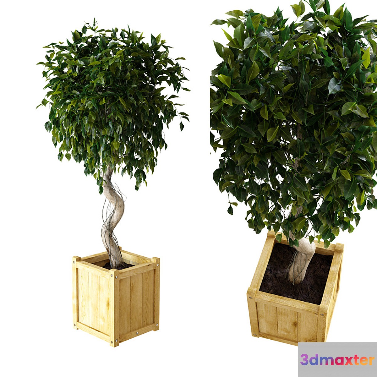 Ficus  Benjamina 3D Max