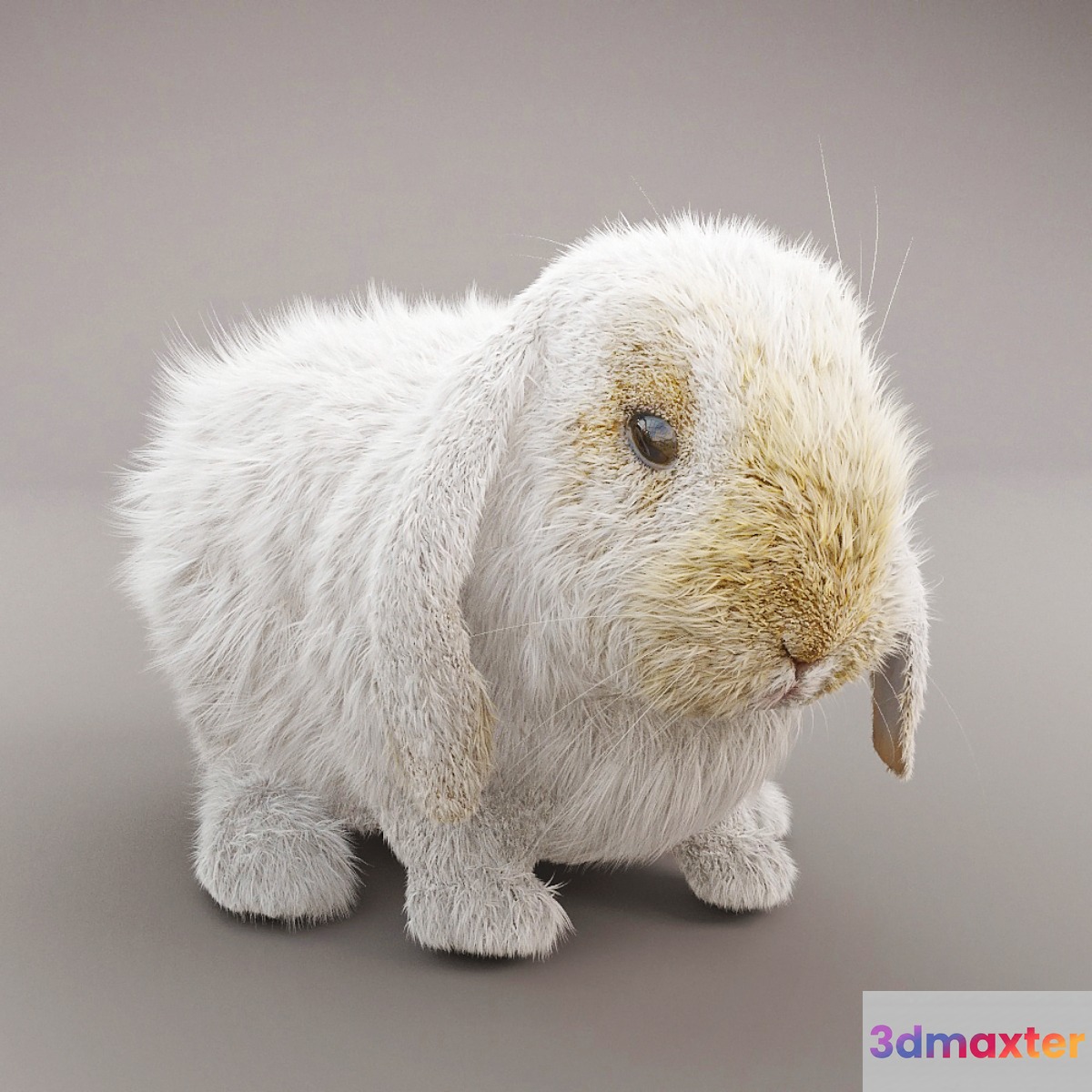 Rabbit - No.2