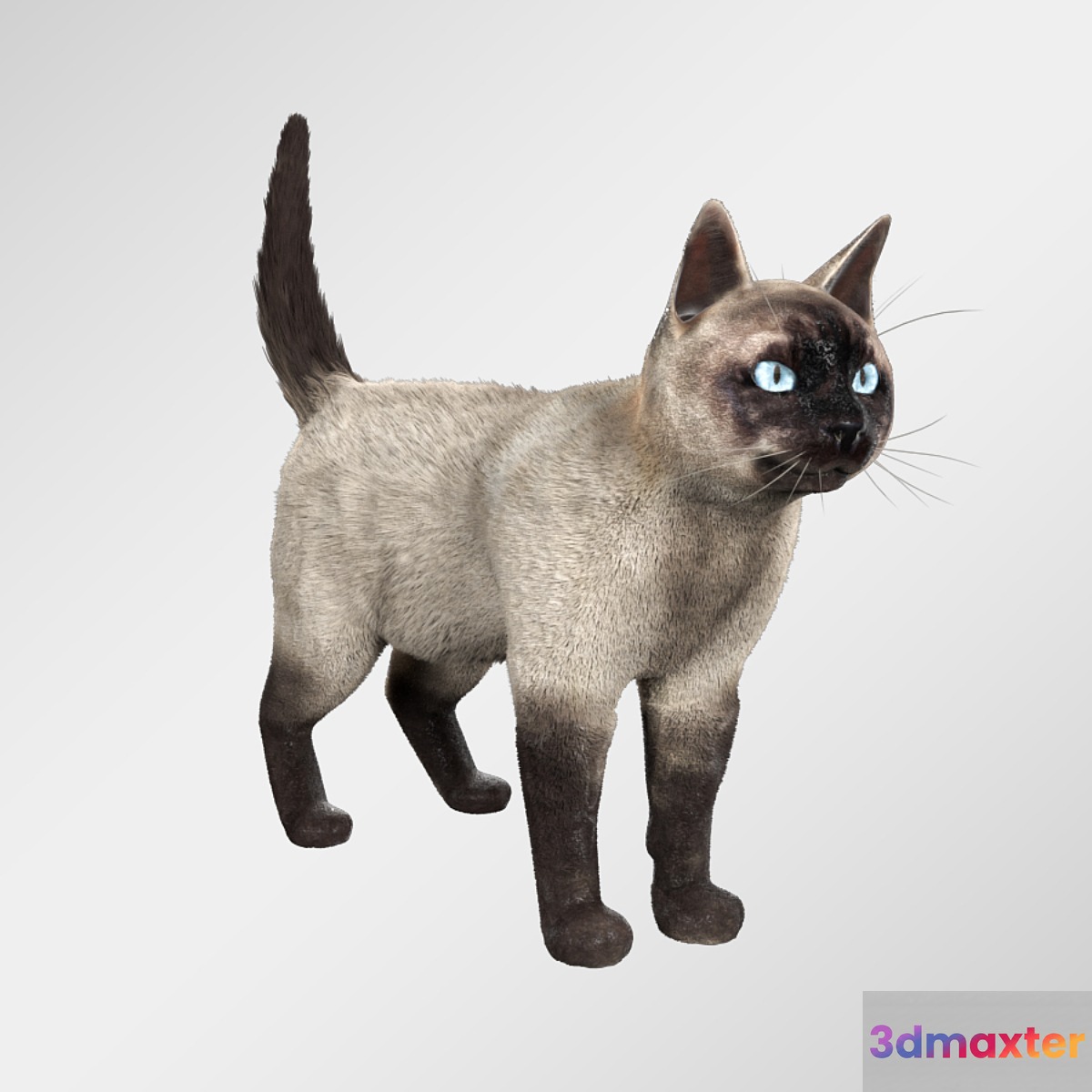 Siamese cat