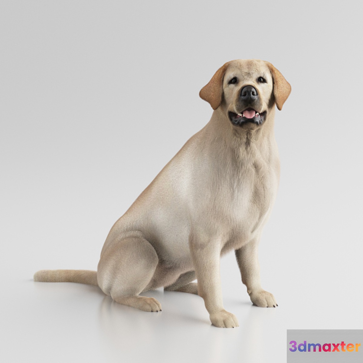Labrador Retriever 3D Max