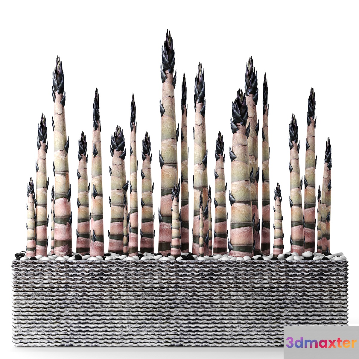 Bamboo. Bamboo shoots china japan decorative indoor outdoor pot flowerpot carved stone 3D Max