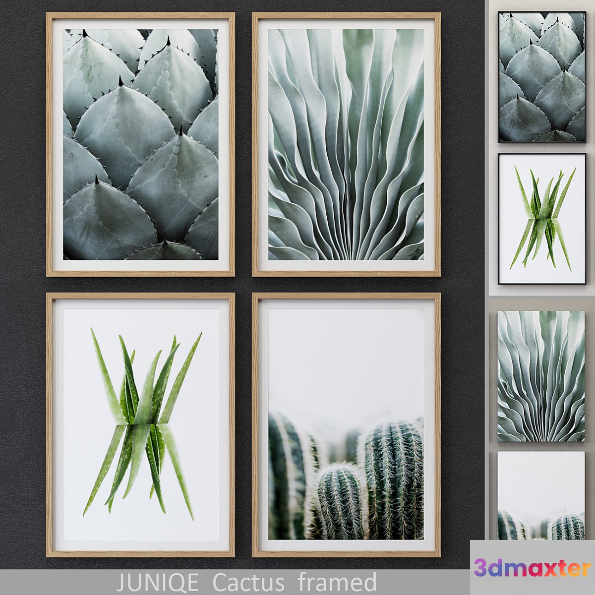 Cactus framed 3D Max