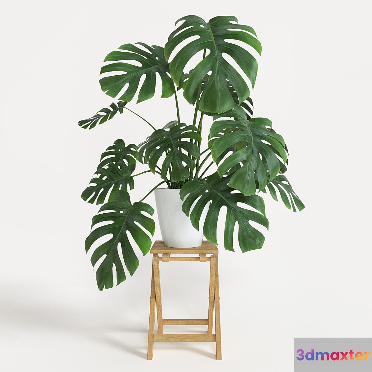 Monstera 3D Max