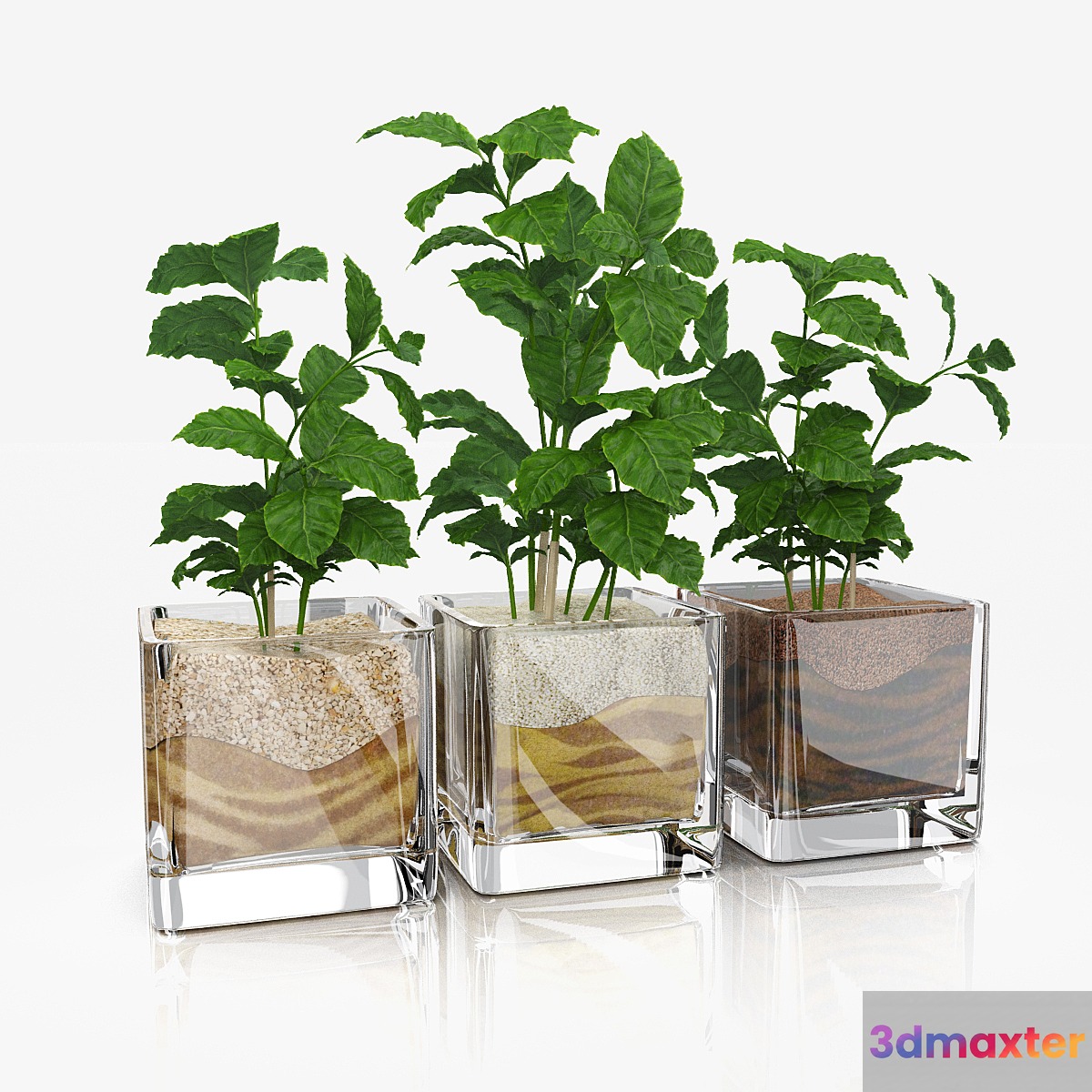 Shoots coffee tree in glass pots 3D Max