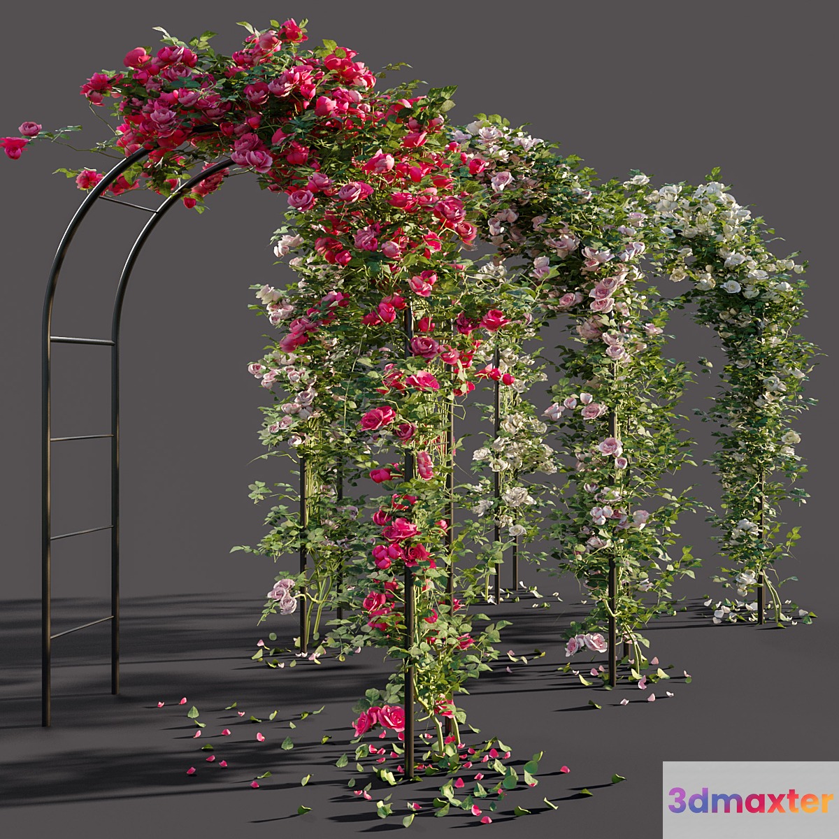 Arch with roses - No.4