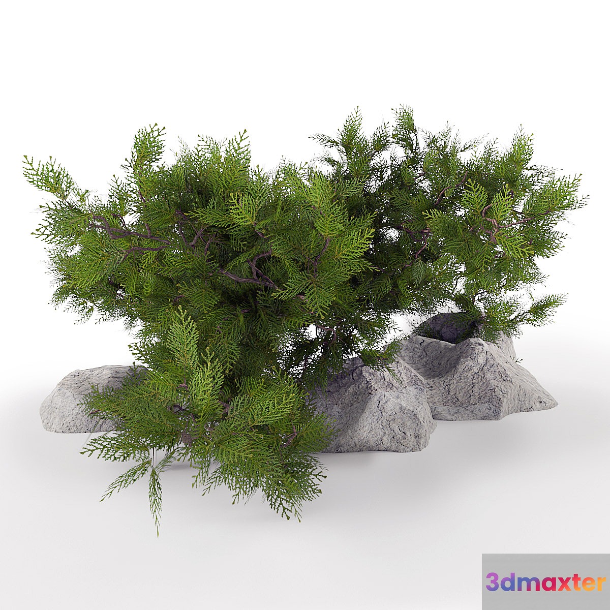 Juniper is horizontal. 3D Max