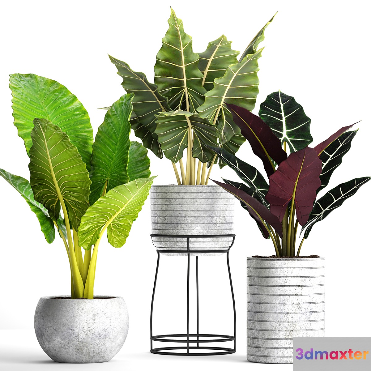 Collection of plants in pots 33. alocasia concrete pot flowerpot small plants flowers flower stand exotic - No.2