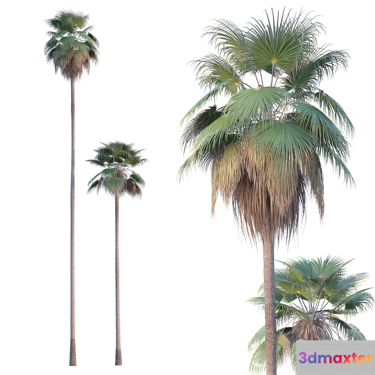 Palm Tree - Washingtonia robusta 3D Max