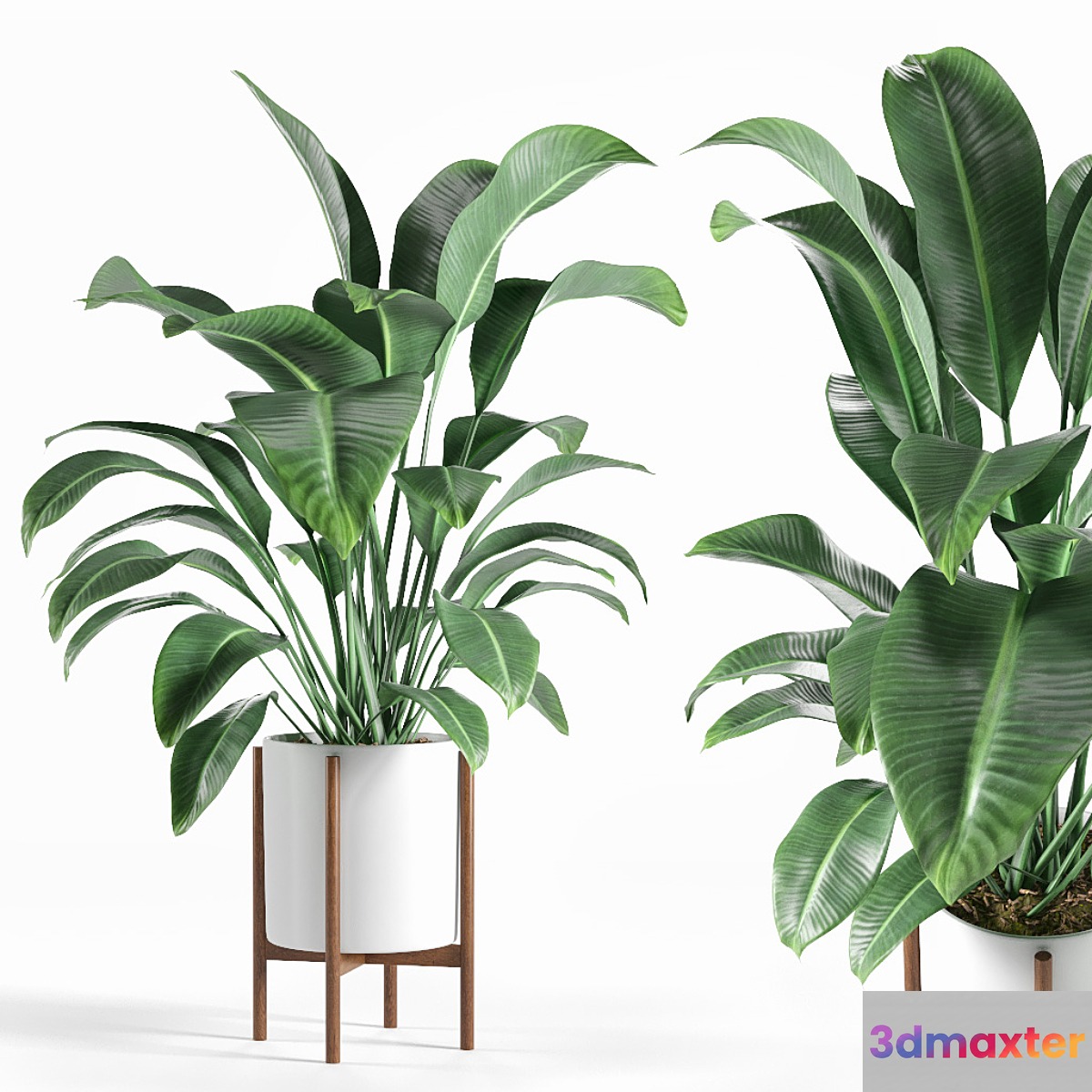 Pot plant - No.2