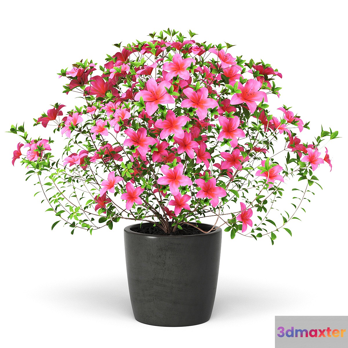 Azalea Plant 3D Max