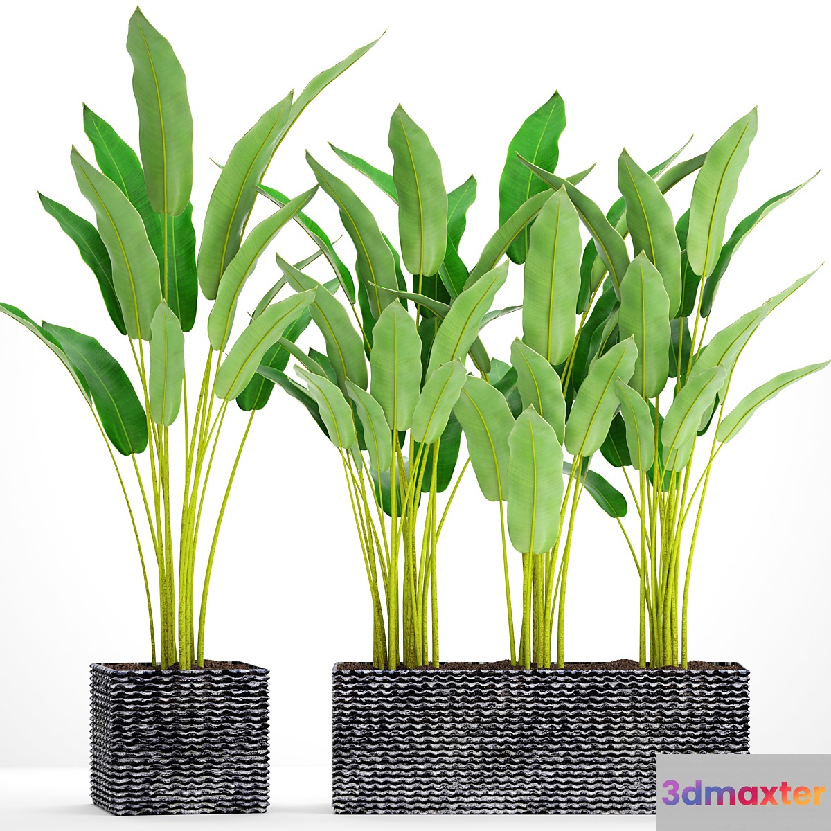 Collection of plants in pots 35. Strelitzia pot bush flowerpot street concrete thickets 3D Max