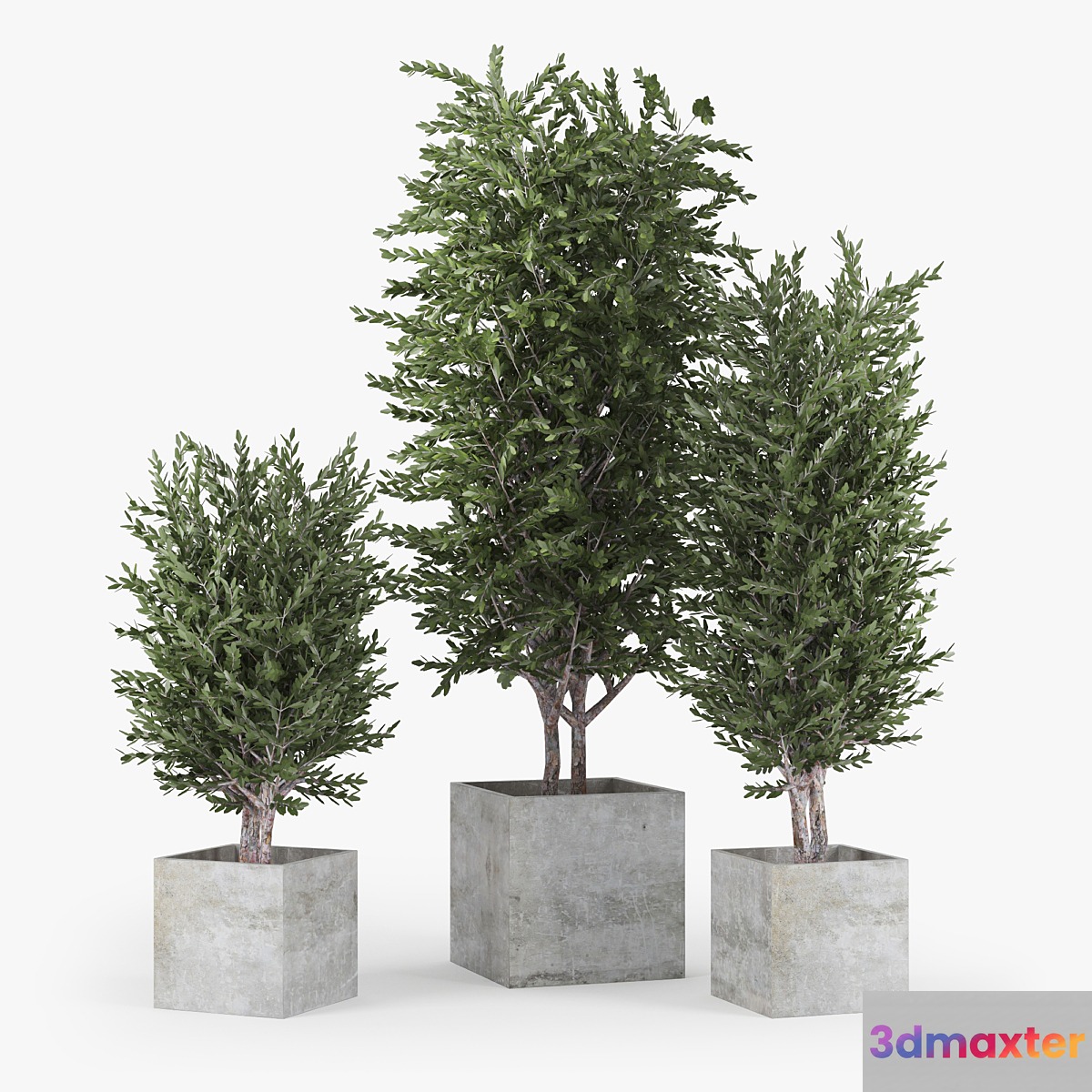 Eucalyptus 3D Max