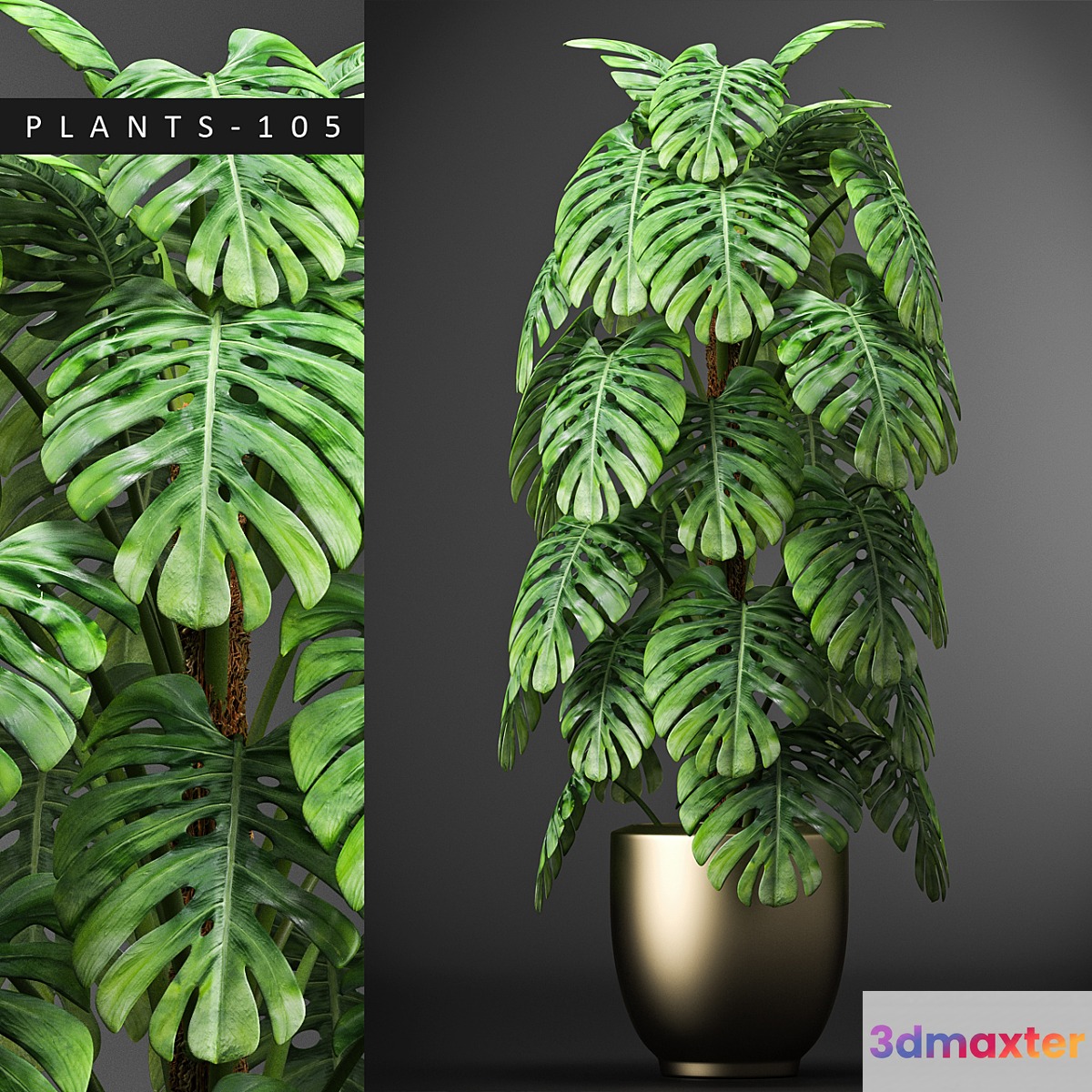 PLANTS 105 - No.3