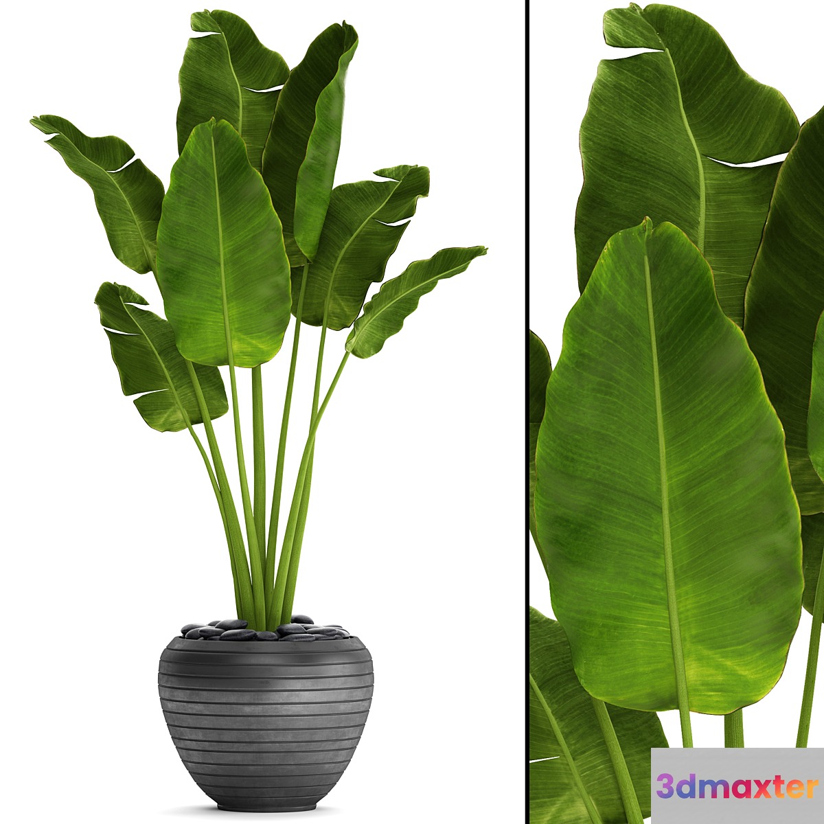 Banana palm in the pot 4. flowerpot decorative black loft decor room 3D Max