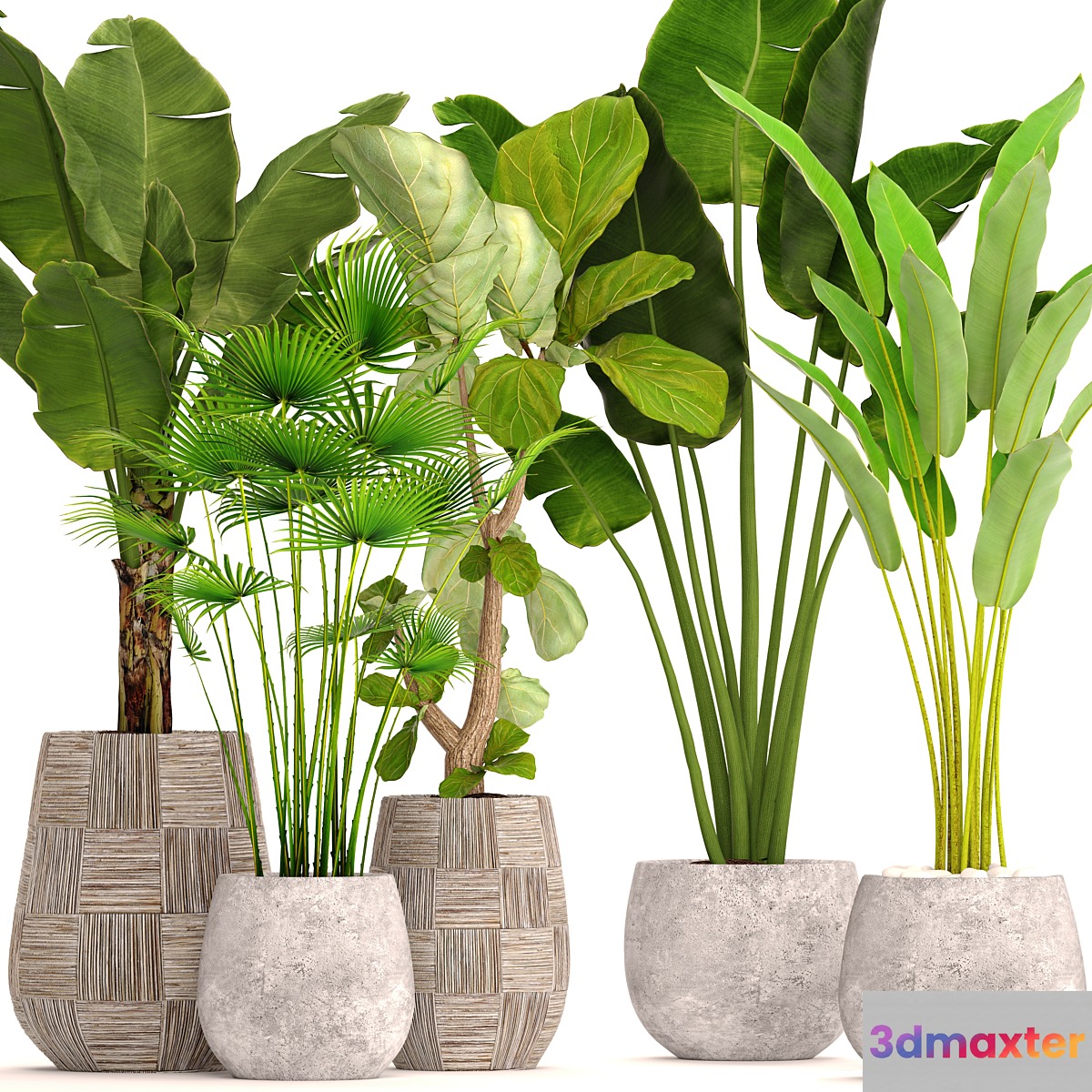 Collection of plants in pots 41. concrete pot flowerpot bush banana palm ficus lyrata fan palm strelitzia - No.2