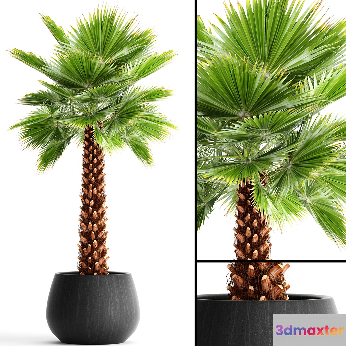 Fan palm 