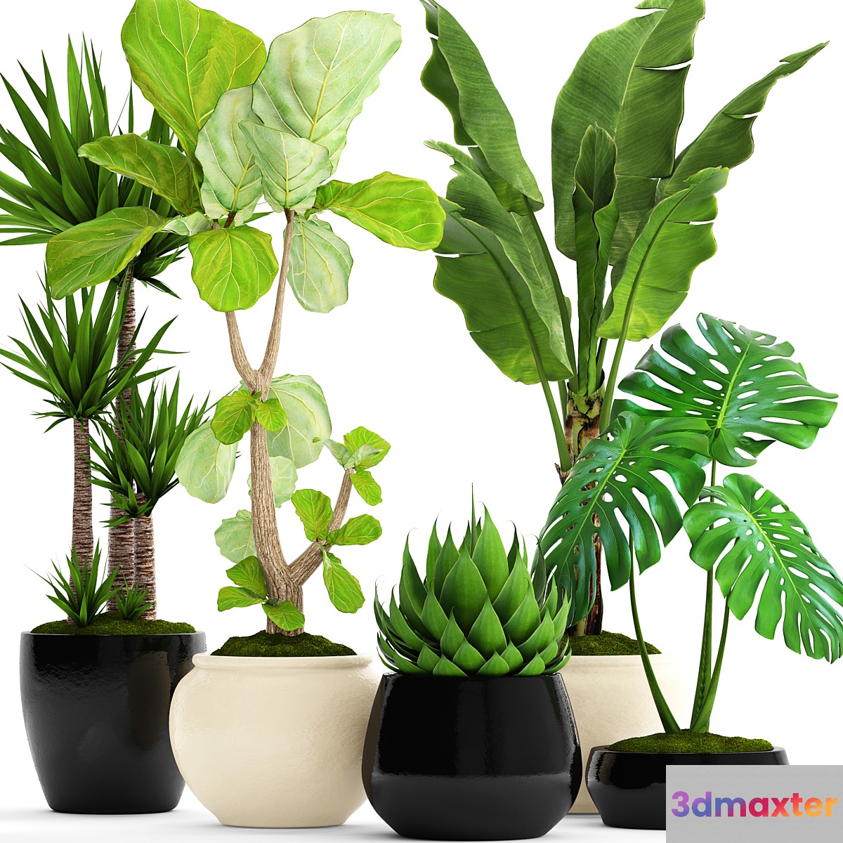 A collection of plants in pots. 45. Banana palm Lyre ficus Agave Yucca Monstera ornamental plants flowerpot pot flower