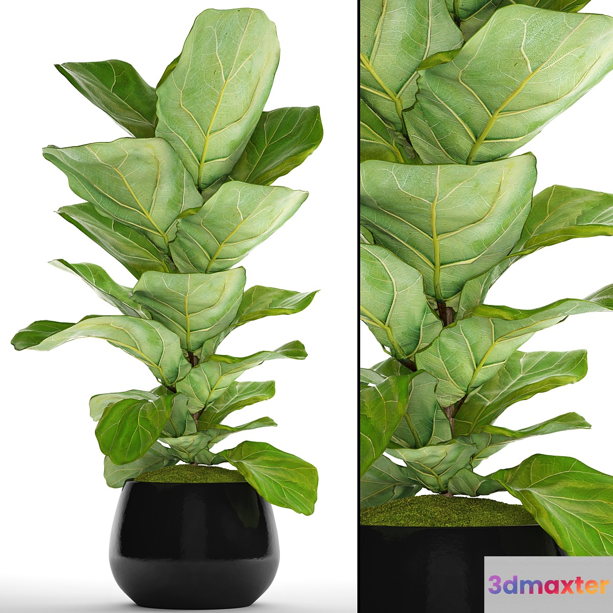 The ficus is lyrate. 13. ficus lyrata flower bush pot flowerpot 3D Max