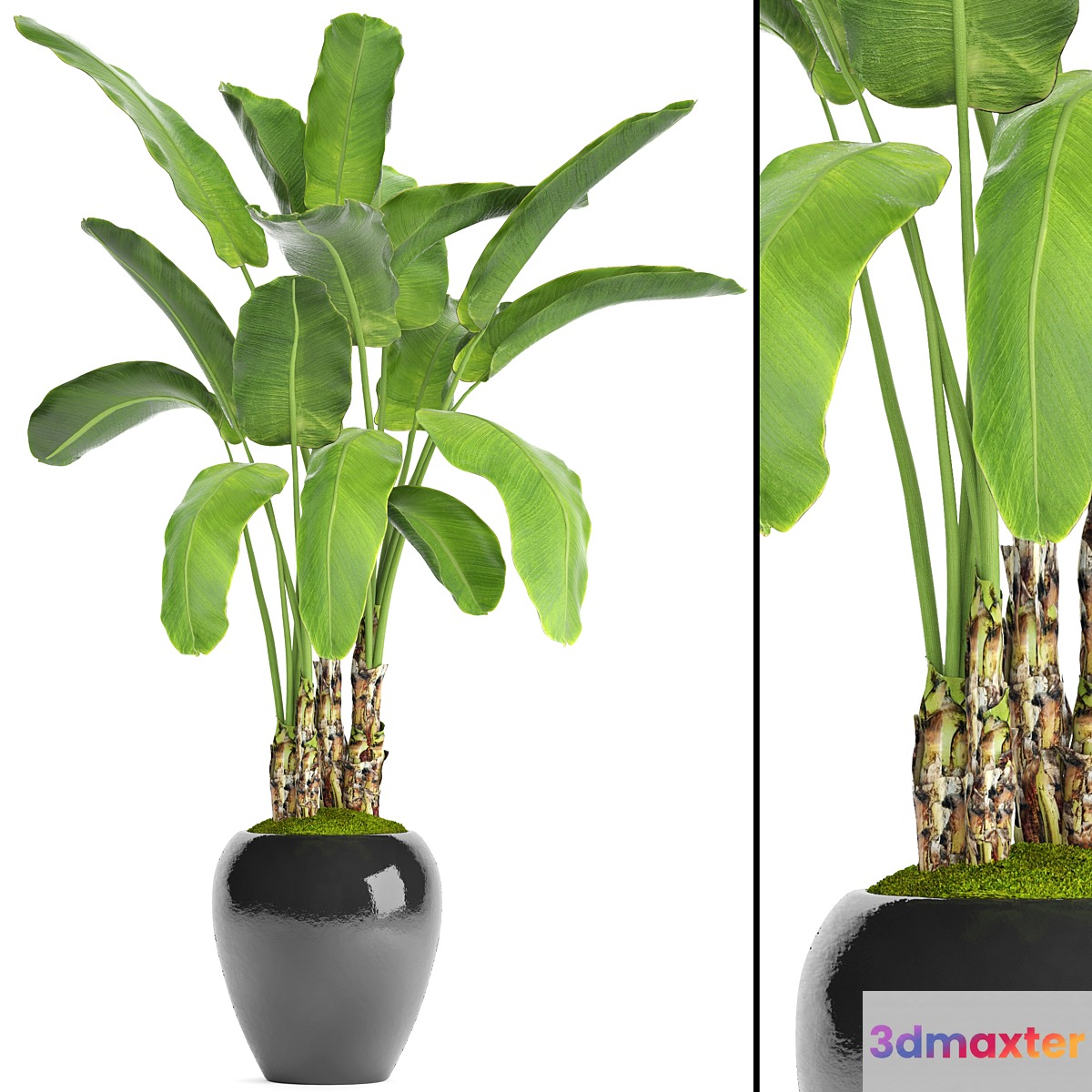 Banana palm in the pot 5. Strelitzia bush flowerpot flower - No.3