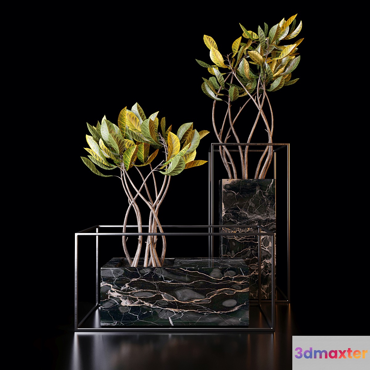 Croton trees