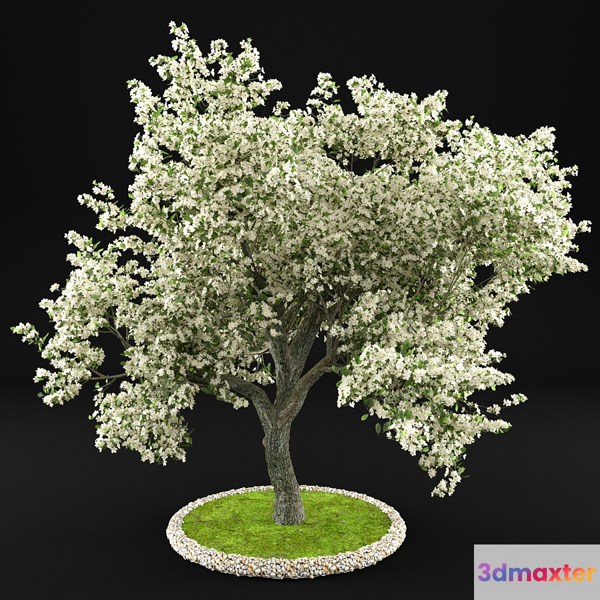 Flowering Apple Tree 3D Max