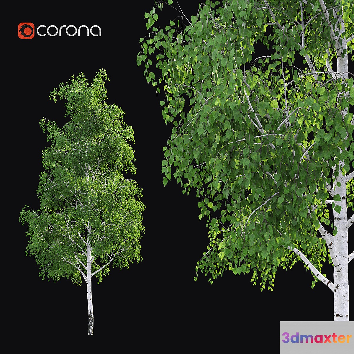 Birch 3D Max