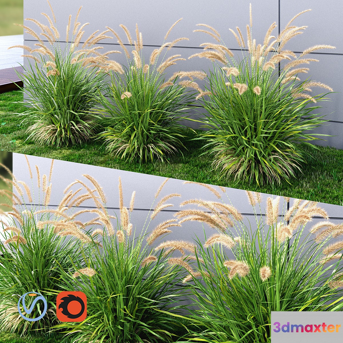 Ornamental grass Fountaingrass green - No.3