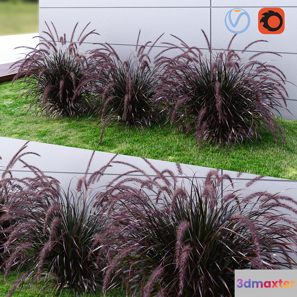 Ornamental grass Fountaingrass purple dark 3D Max