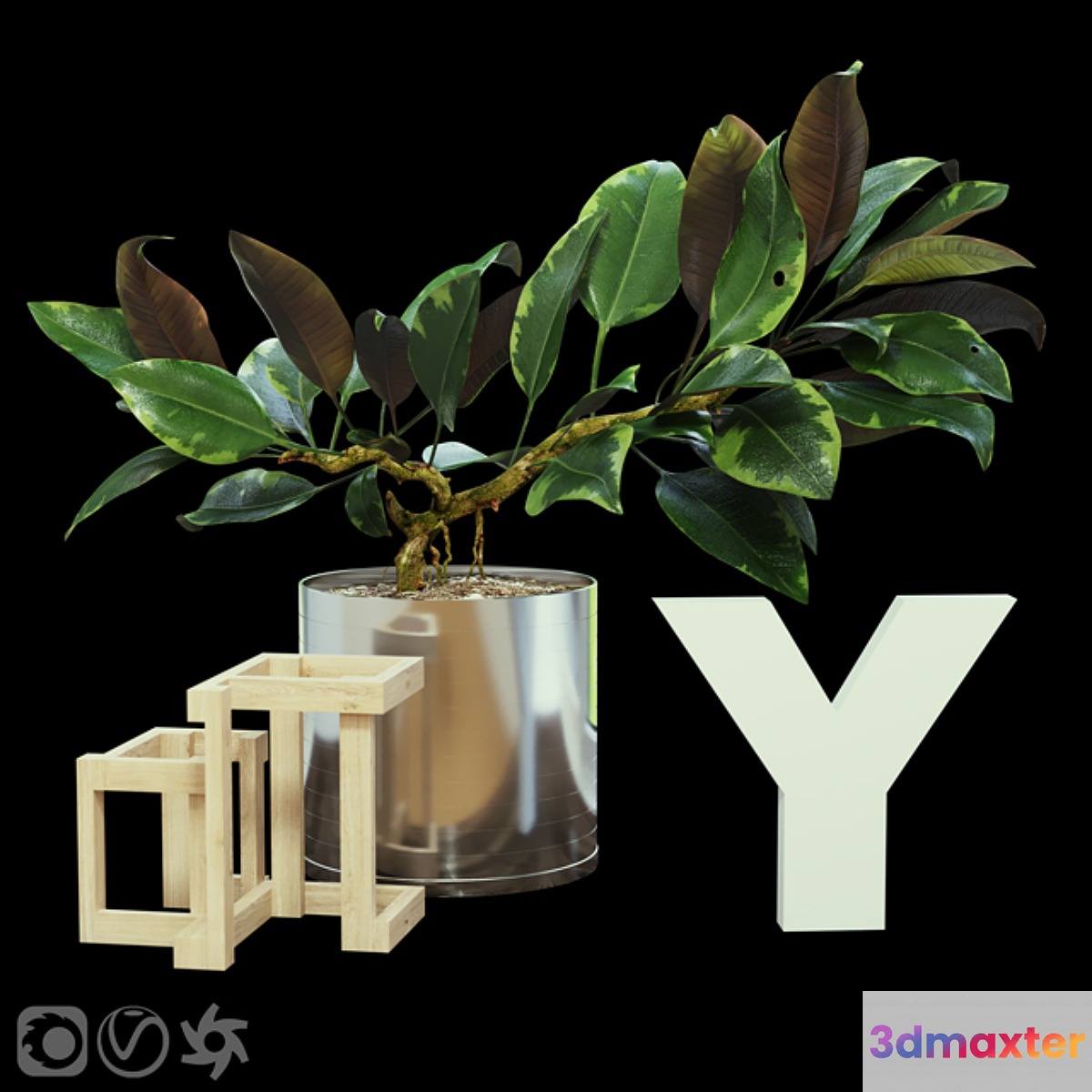 Ficus 3D Max