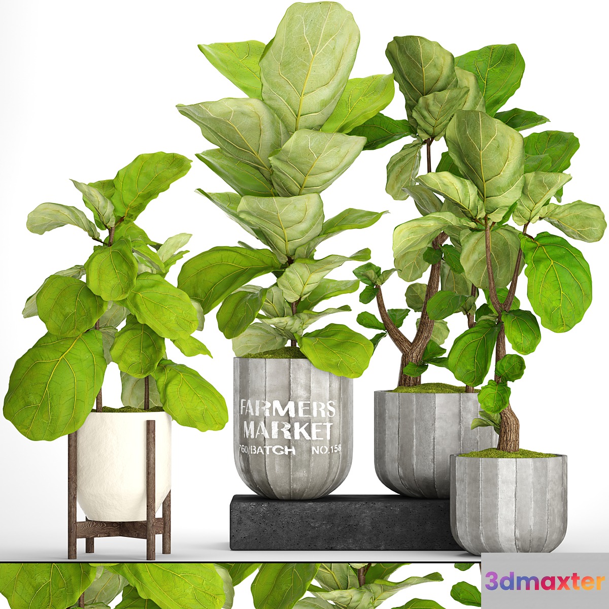 A collection of plants in pots. 53. decorative tree bush ficus lyrata indoor interior concrete outdoor bush 3D Max
