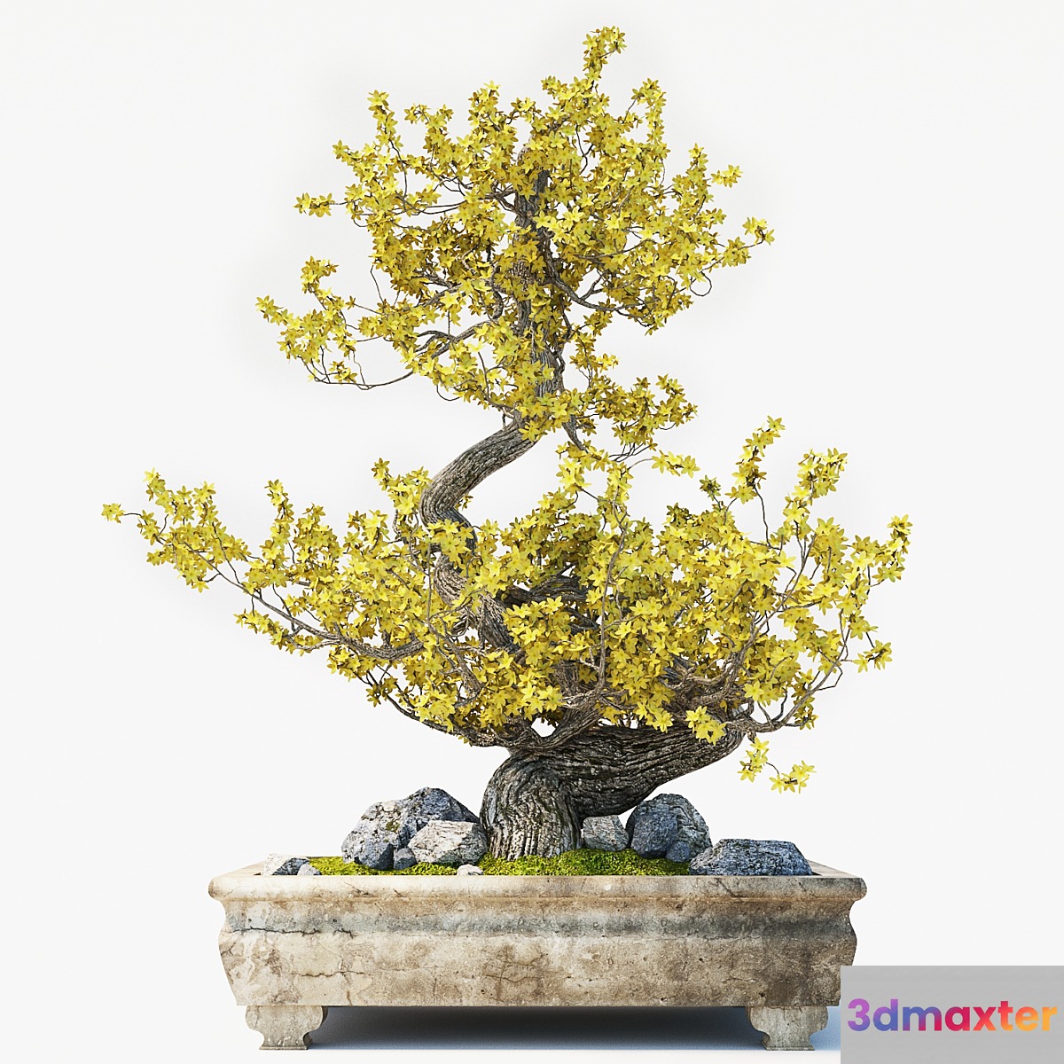 Bonsai - No.3 3D Max