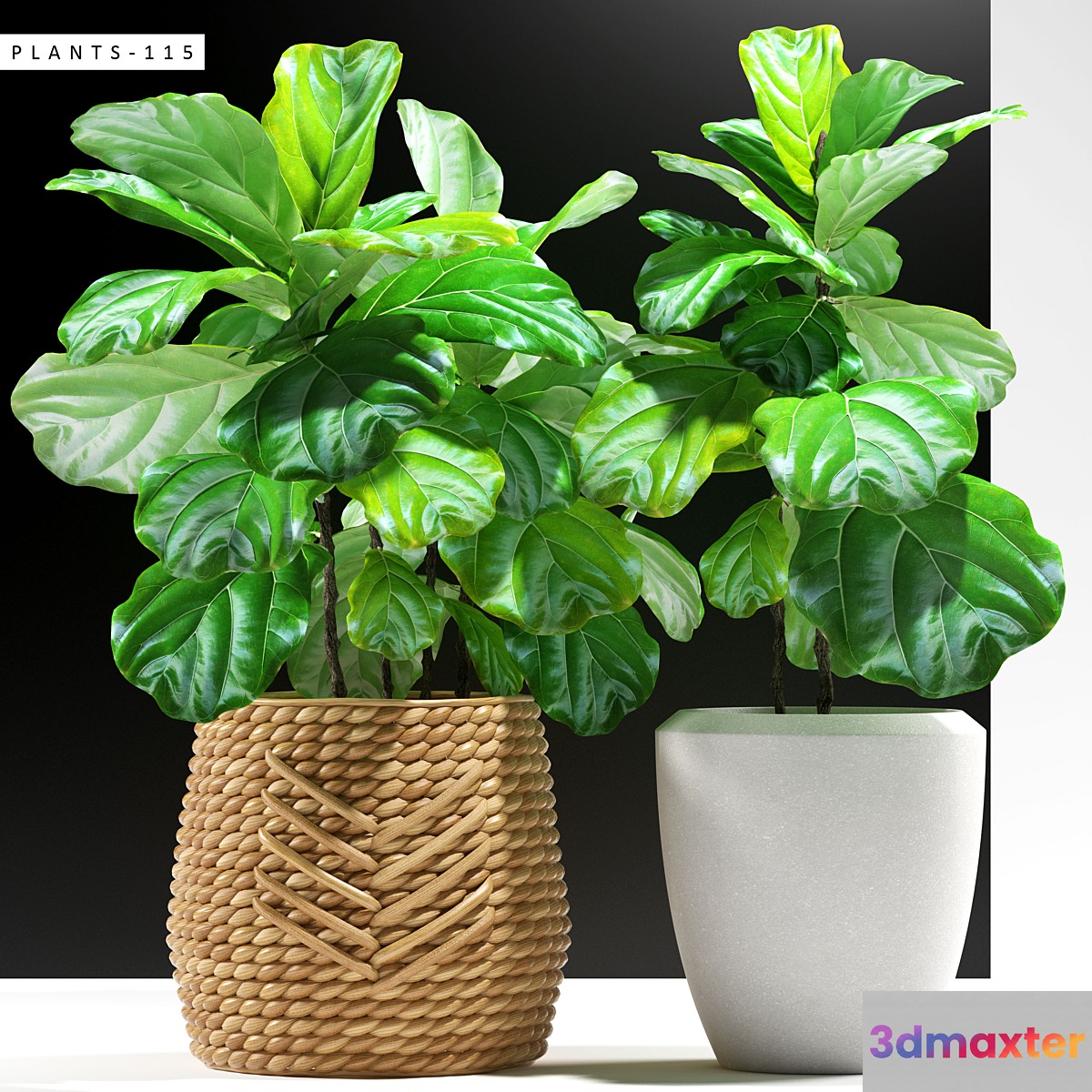 PLANTS 115